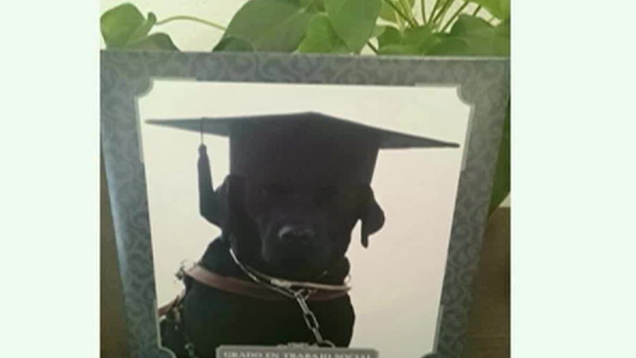 cnnee vo cafe oraa tendencies dog graduates from college_00001317.jpg