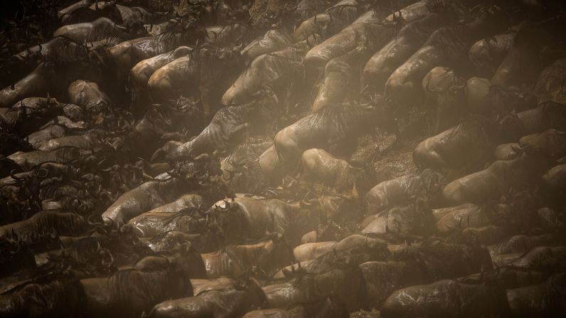 Wildebeest are shrouded in dust as they run towards the Mara River in Kenya's Masai Mara National Reserve. Every year, wildebeest migrate between the Masai Mara and the Serengeti region of Tanzania.