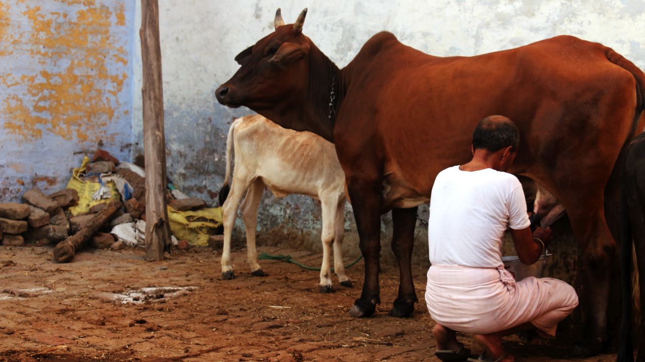 Ombir Sisodia is pictured milking a cow.