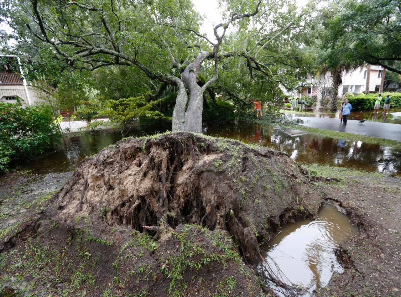 Neighbors watch employees with the city of Isle of Palms, South Carolina, cut a live oak tree that fell after heavy rain on October 4. 