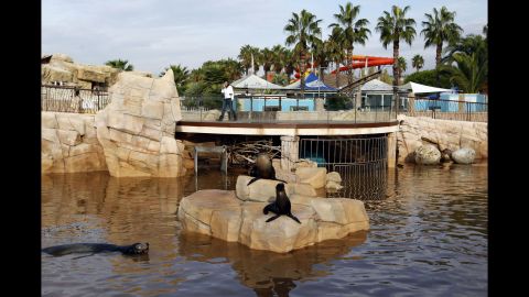 Sea lions swim in muddy water at a zoo in Antibes, France, on October 5.