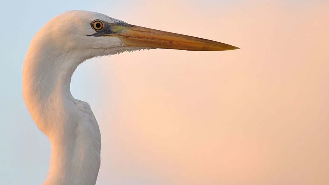 According to local lore, ibis are the last wildlife to take shelter before a hurricane hits. 