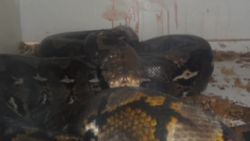 python snake attack owner pkg_00005015.jpg