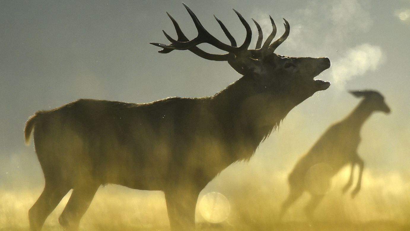 A red deer roars in the morning sun in London's Richmond Park. The park has had deer since 1529, and breeding season begins in the early fall. 