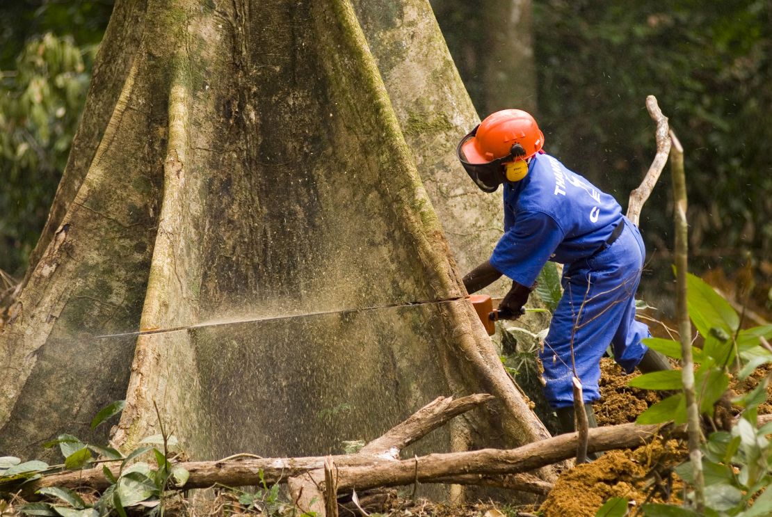 A worker cutting a tree in Libreville, Gabon's capital. 