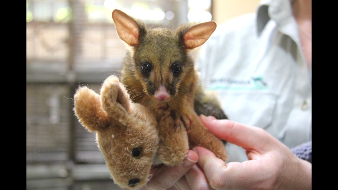 A veterinary nurse from Taronga Wildlife Hospital took care of this baby brushtail possum after she was found in Mosman, Australia.
