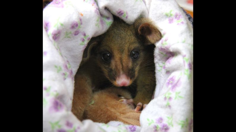 The possum has doubled in size since she was found.