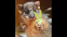 07_Ringtail Possum_Photo by Paul Fahy (5)