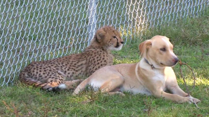 cheetah dog best friends virginia _00000217.jpg