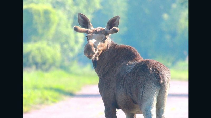 Chernobyl: Now a wildlife haven | CNN Chernobyl: Now a wildlife haven | CNN