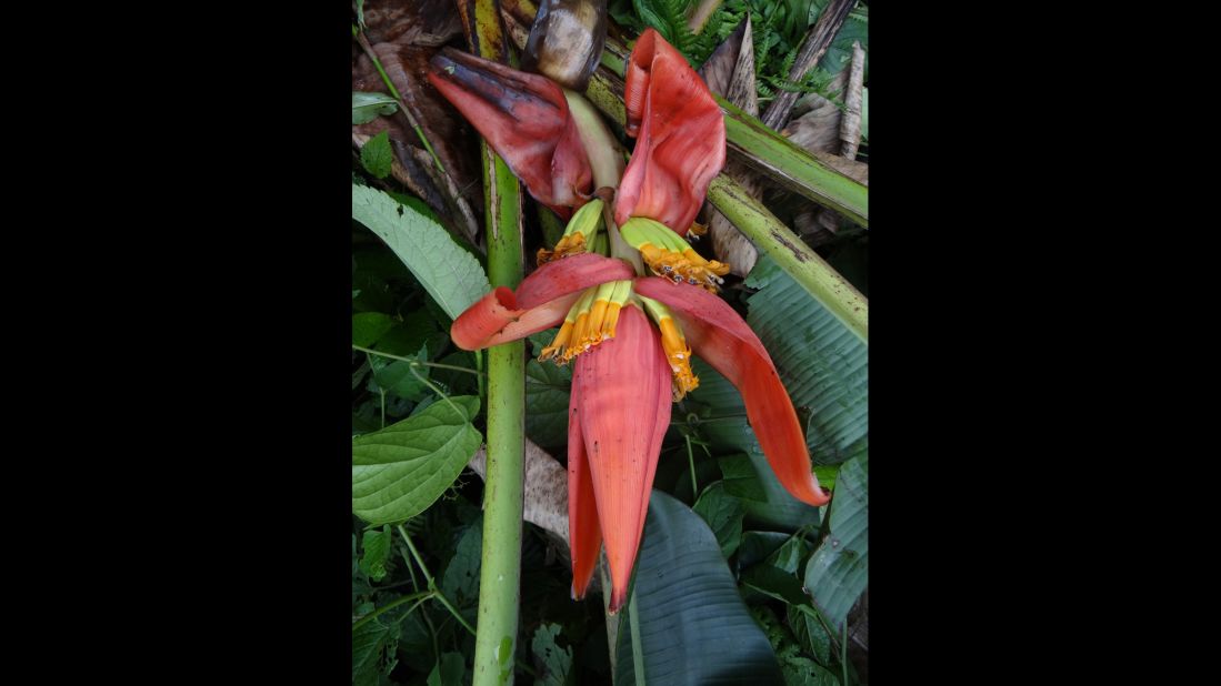 A new species of wild banana -- Musa markkui -- was named renowned banana scientist Markku Hakkinen.