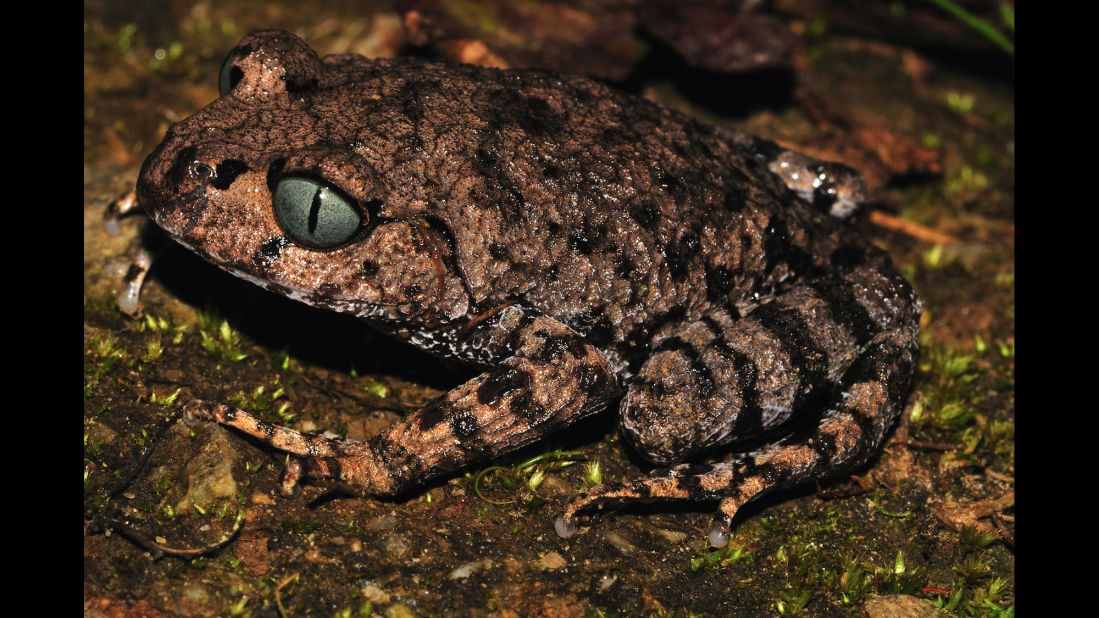 A new species of frog -- Leptobrachium bompu -- was one of the hundreds of new species of animals and plants discovered in the Eastern Himalayas, according to the World Wildlife Fund. This frog has greyish-blue eyes, with a vertically oriented black pupil, WWF says.