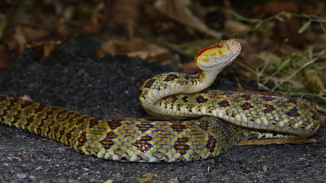 A Himalayan pit viper, Protobothrops himalayansus, has poisonous venom and grows to nearly 5 feet long. 