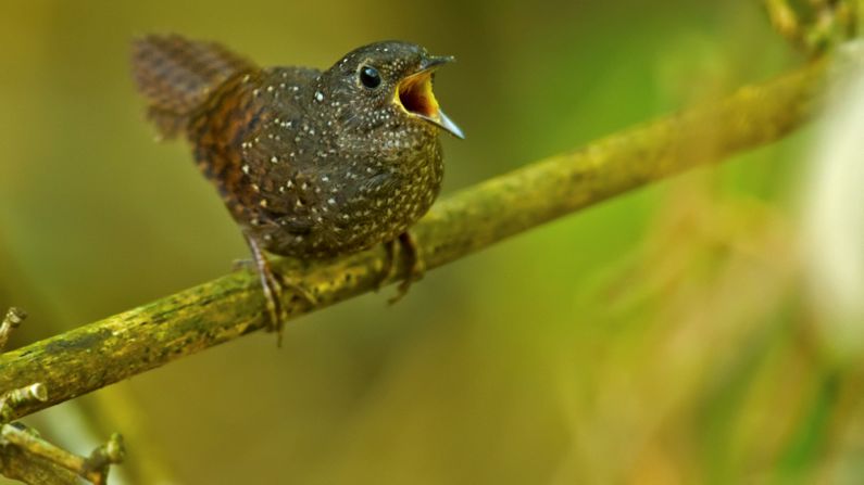 The spotted wren-babbler Elachura formosa will be difficult to spot, as it normally hides in dense undergrowth, WWF said.
