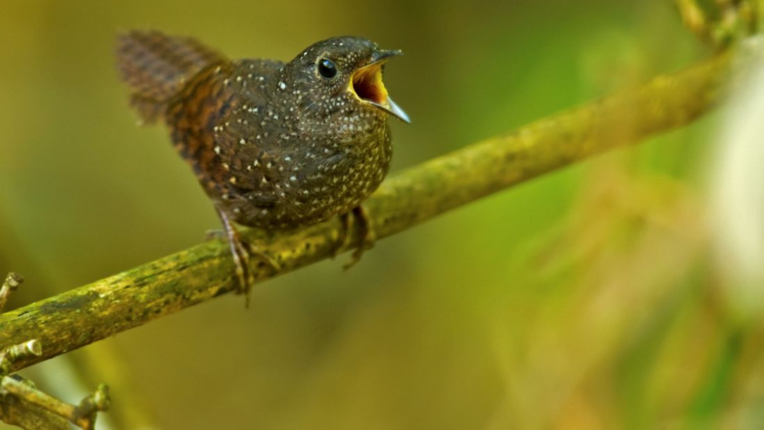 The spotted wren-babbler Elachura formosa will be difficult to spot, as it normally hides in dense undergrowth, WWF said.