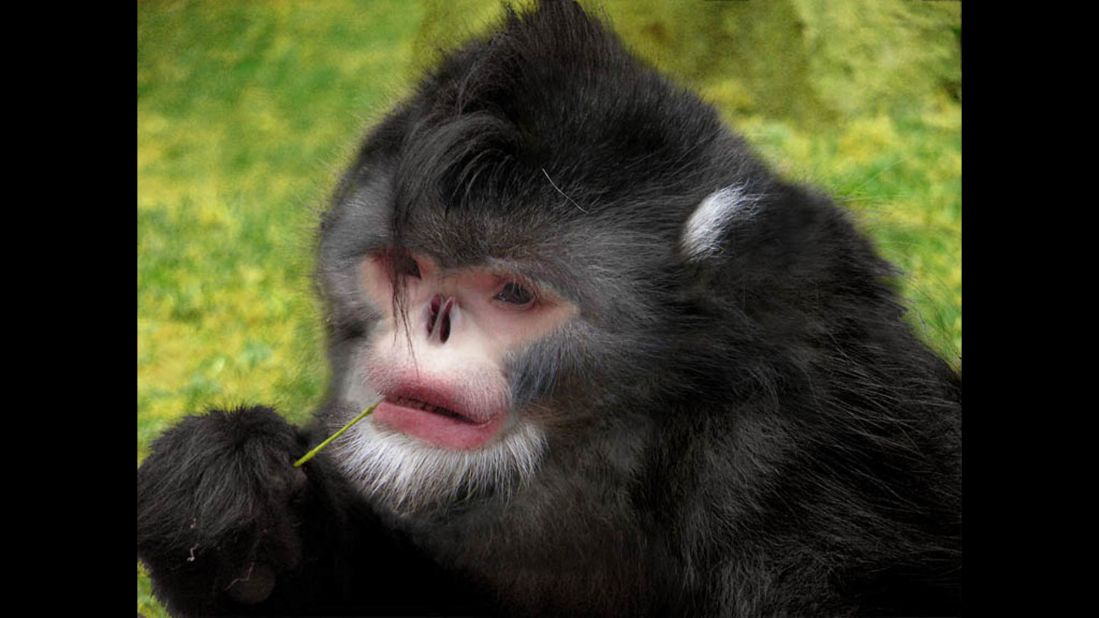 The Burmese snub-nose monkey is depicted in this digitally created image. Only recently has the animal been photographed in the wild.
