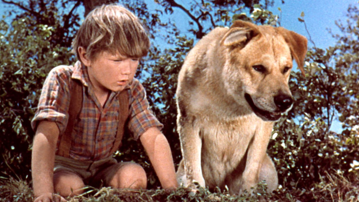 Kevin Corcoran in "Old Yeller"