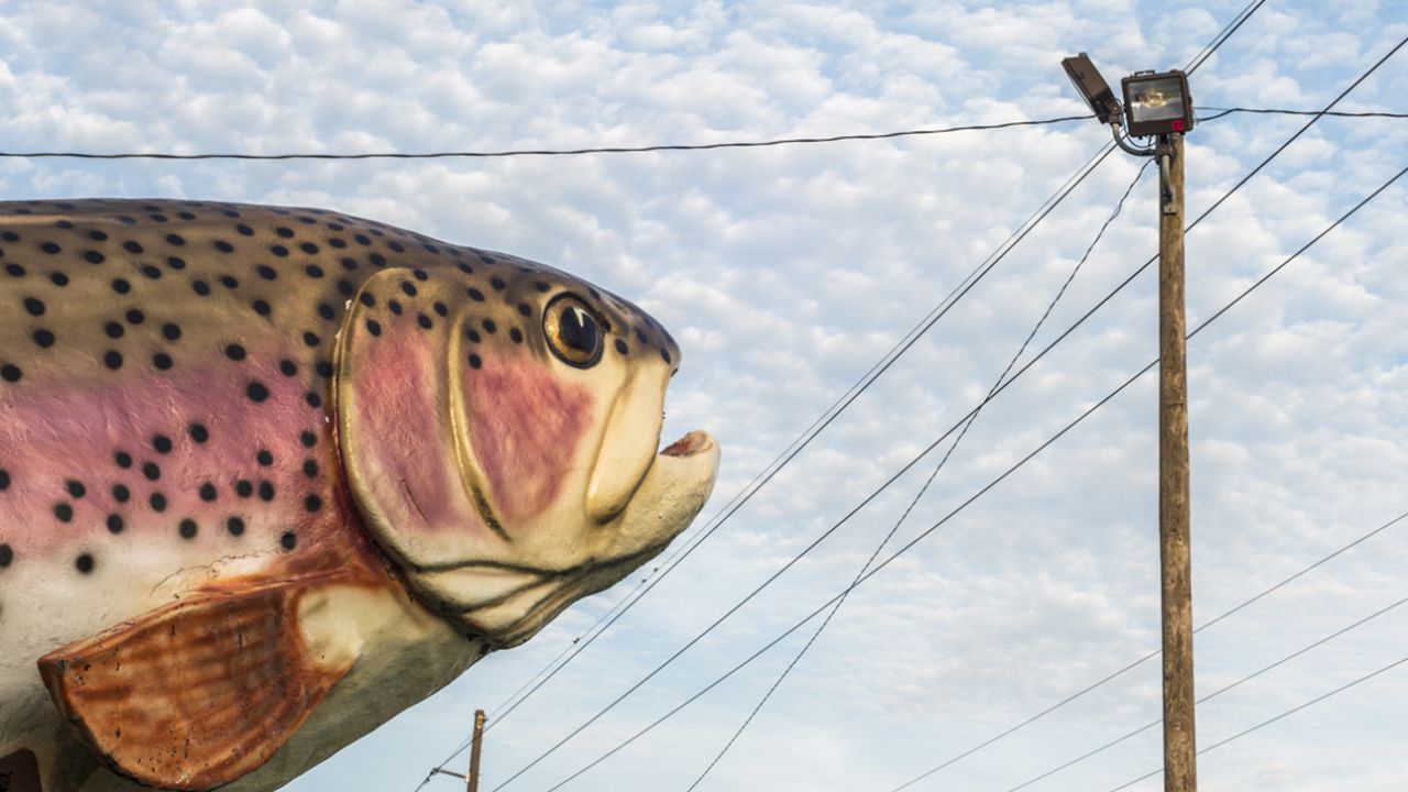 "Rainbow Trout" from the series "The Gulf"