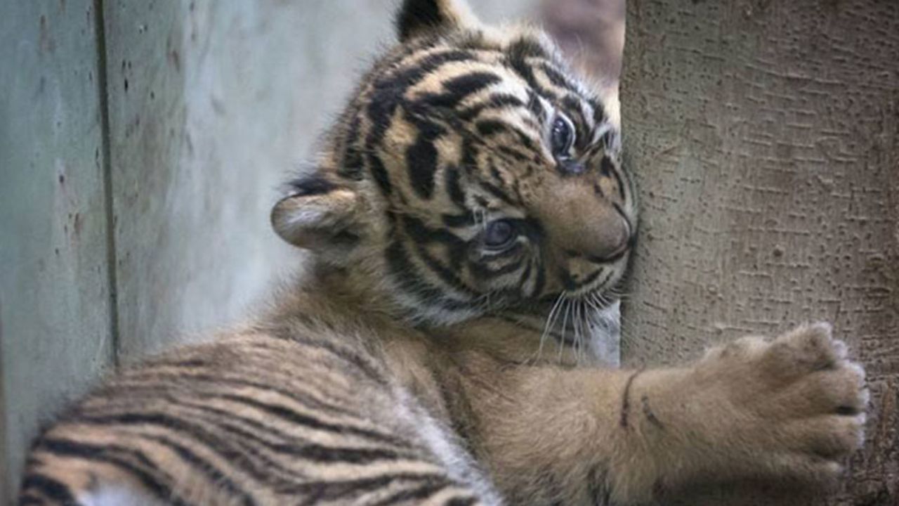 Tiger cub, born recently at the Frankfurt Zoo.