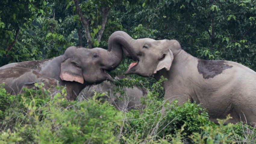 A pair of wild elephants lock trunks as they stray close to Kolabari village in Naxalbari, some 50 kms from Siliguri, on June 4, 2014. Indian forest guards along with local villagers used firecrackers to scare away the wild elephants, following sighting of the herd which created unease among local villagers. Human-elephant conflicts are on the rise in India as villagers and farmers encroach on the natural habitats of pachyderms. AFP PHOTO/ Diptendu DUTTA        (Photo credit should read DIPTENDU DUTTA/AFP/Getty Images)