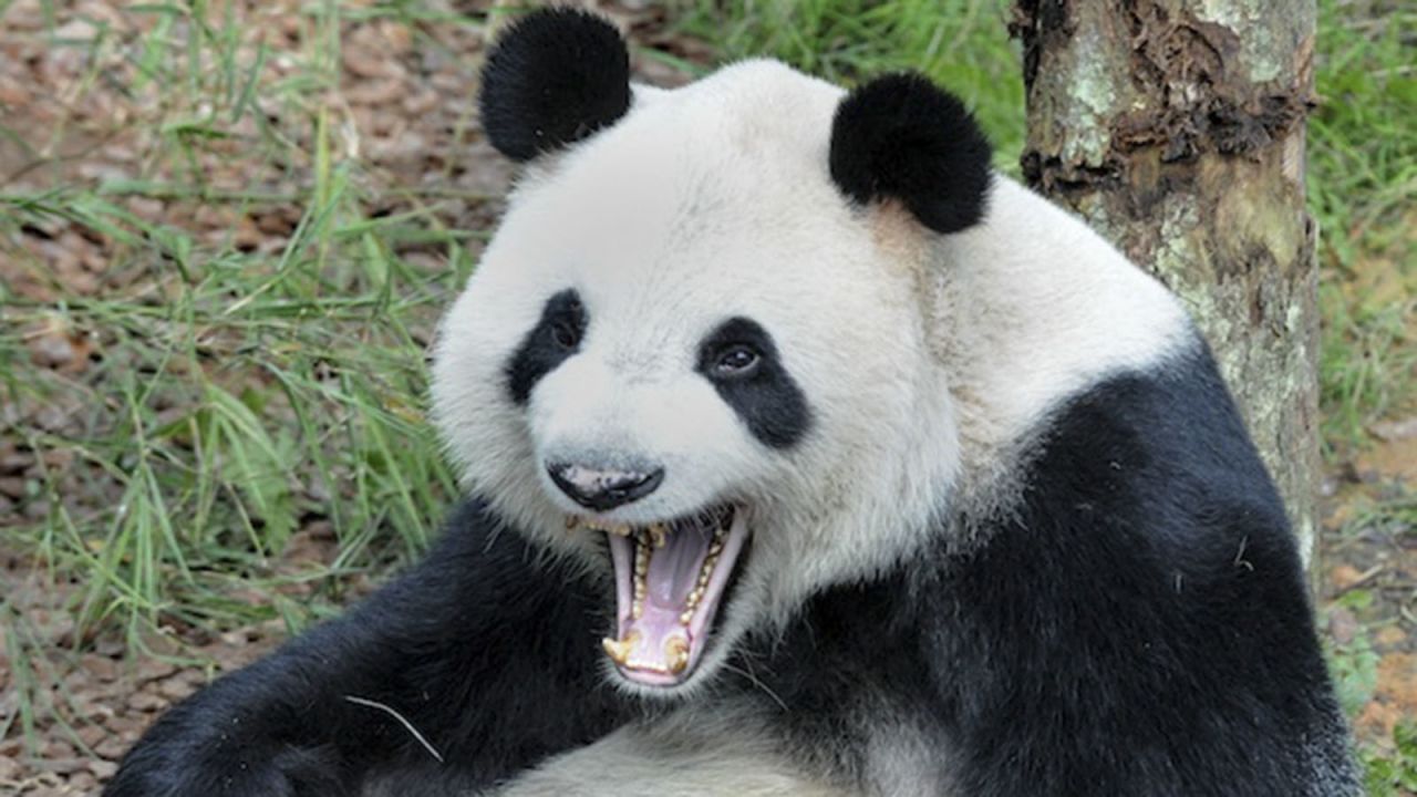 Kai Kai lets out a yawn. Because being adorable is exhausting.