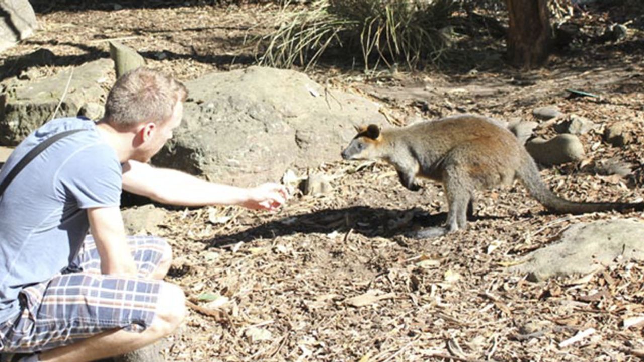 An Australian icon closely studies a lesser-spotted tourist.
