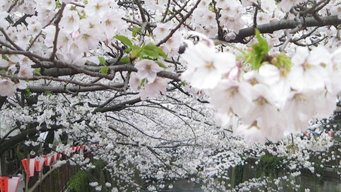 Check for pink in Nakameguro in spring.