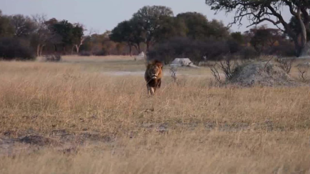 cecil the lion update kriel lklv _00004422.jpg