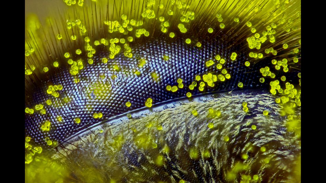 Australian Ralph Grimm of Jimboomba, Queensland, captured this incredible close-up of a bee's eye covered in dandelion pollen grains. The<a href="http://edition.cnn.com/2015/10/14/world/nikon-small-world-photomicrography-bees-2015/index.html"> image won first prize</a> in the 2015 Nikon Small World photomicrography competition. Grimm used reflected light to capture the 120x image.