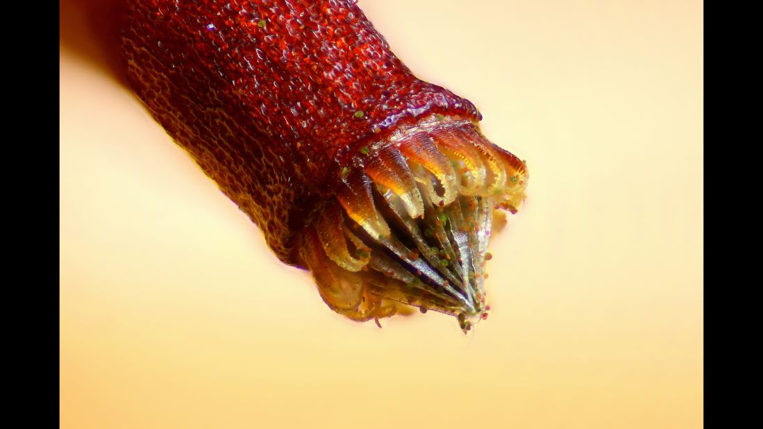 A microscopic photo of a spore capsule of a moss (Bryum sporophyte) taken in Helsinki, Finland.