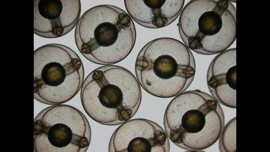 Microscopic imagery of developing sea mullet (Mugil cephalus) embryos taken in Southern Cross University, National Marine Science Centre in Sydney, Australia.