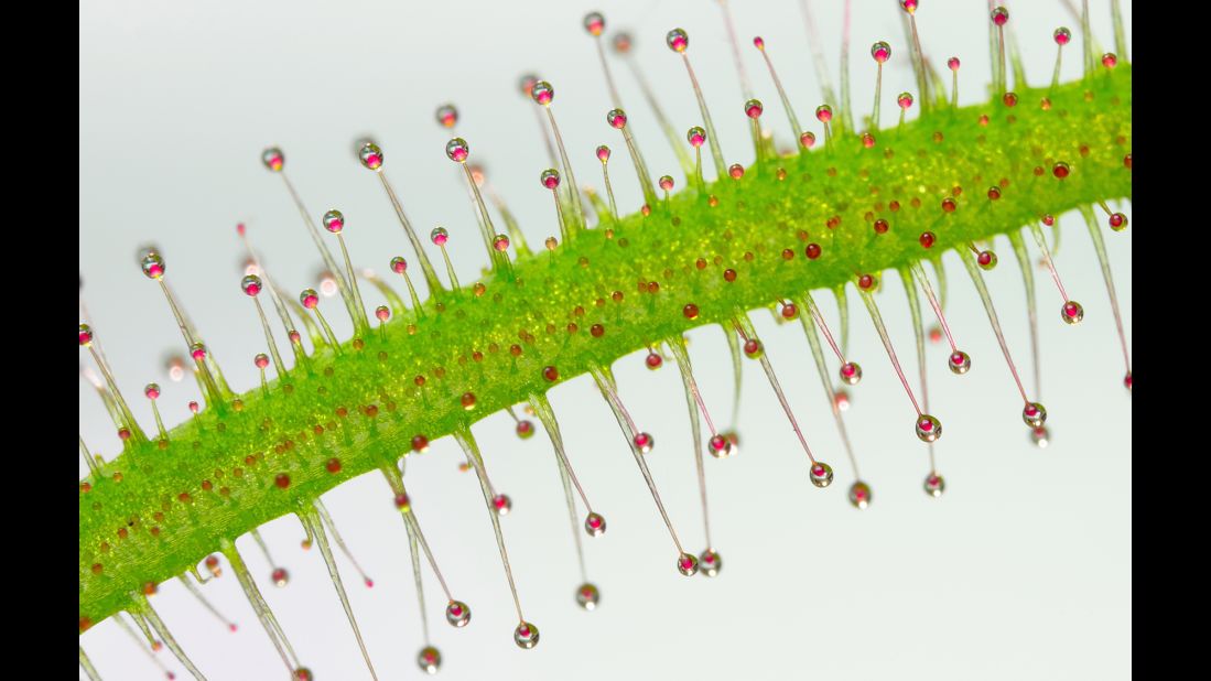 Tentacles of a carnivorous plant (Drosera sp.) seen through a microscope, taken at the University of Puerto Rico, Mayaguez Campus, Biology Department in Mayaguez, Puerto Rico.