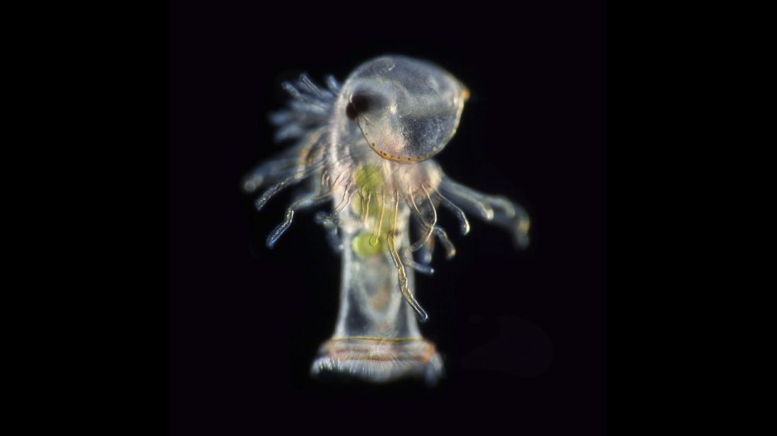 The planktonic larva of a horseshoe worm (phoronid), seen under a microscope. Photo taken at the Marine Biological Association in Plymouth, United Kingdom.