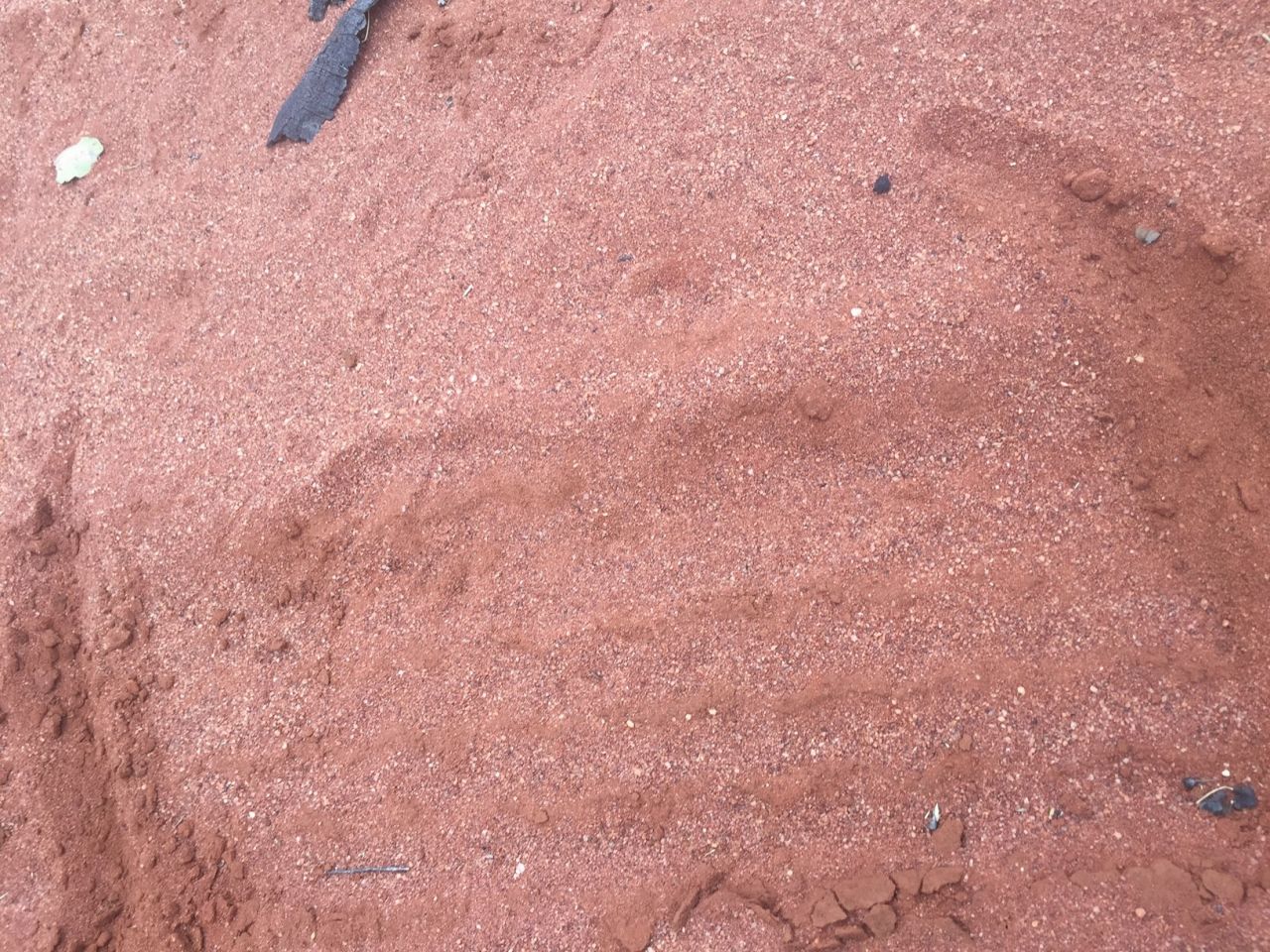 "His last couple of days of survival were achieved by lying down under a tree and eating black ants," Police Superintendent Andy Greatwood told local radio. "That's the level of survival that Mr. Foggerdy has gone to."