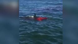 shark attacks sea lion san francisco dnt_00001906.jpg