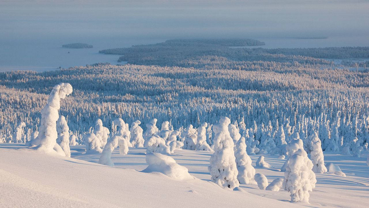 The trees of the Riisitunturi National Park make for dramatic scenery in winter when temperatures well below freezing leaves them coated in condensed frost. The area is popular with cross-country skiers, birdwatchers and photographers.