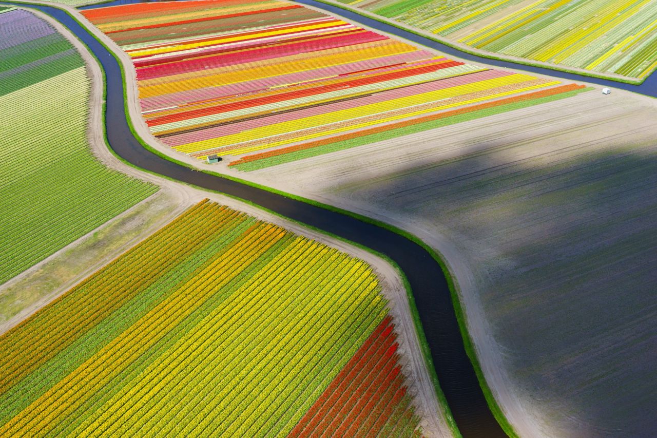 From this high up, the tulip fields of Holland appear like perfect ribbons of color threaded across the landscape.
