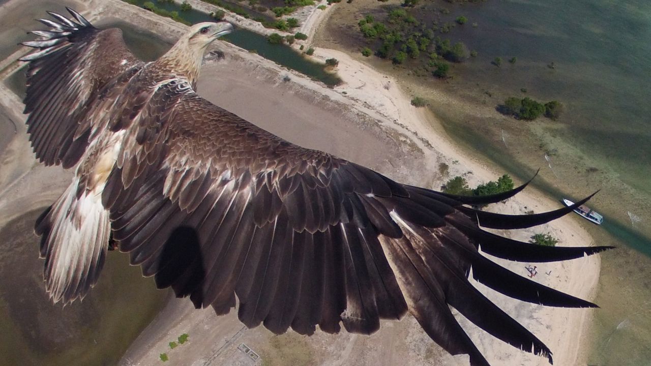 This spectacular image of an eagle from above was taken at Barat National Park, on the Indonesian island of Bali. 