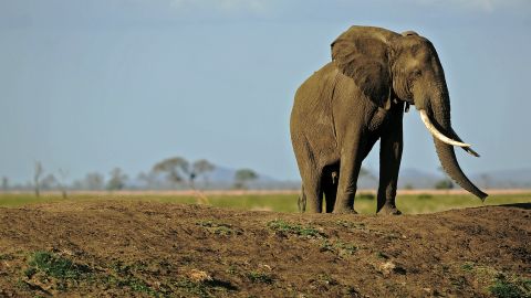 African elephants are listed as a threatened species under the Endangered Species Act.