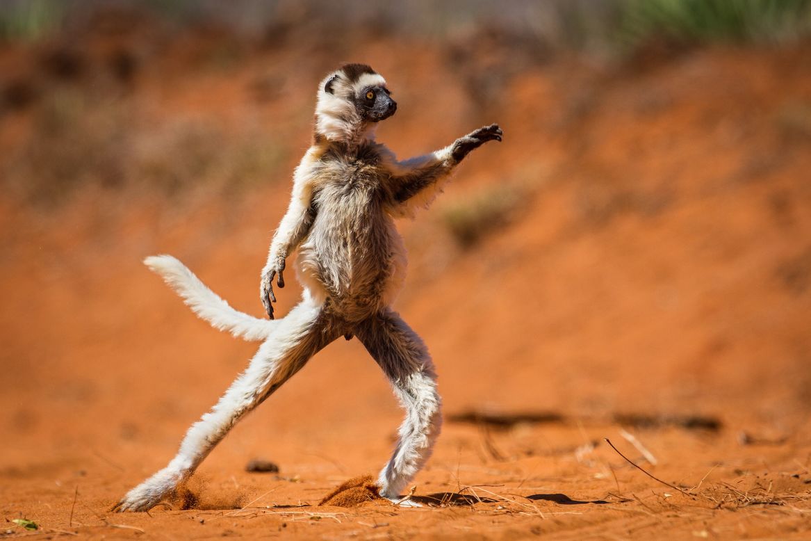 Photographer Alison Buttigieg captured this adorable white sifaka in Madagascar. We can't figure out whether he's busting out his "Saturday Night Fever" moves or in the middle of a serious yoga session. 