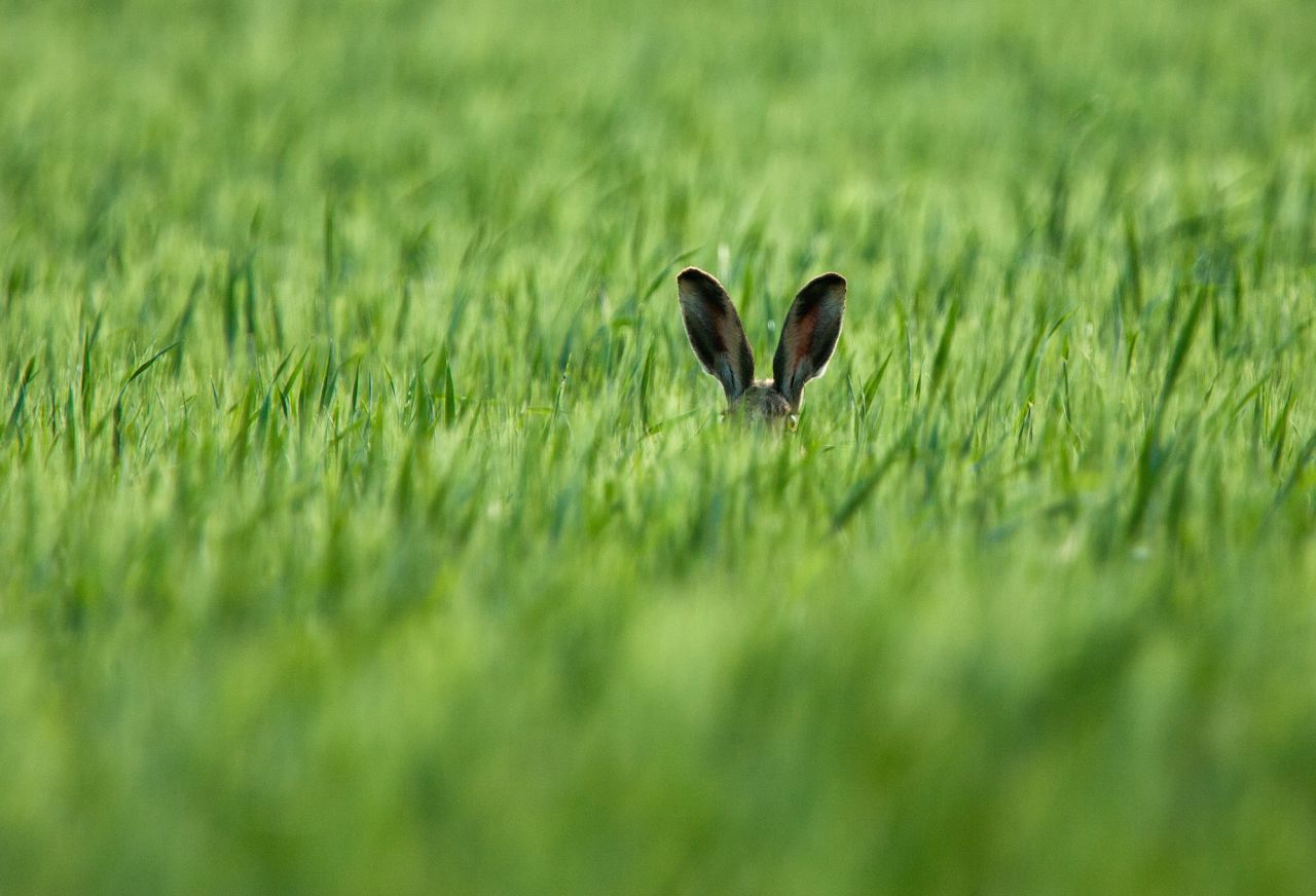 This poor hare, snapped by photographer Axel Kottal, just couldn't figure out why he kept losing every time they played hide and seek. 