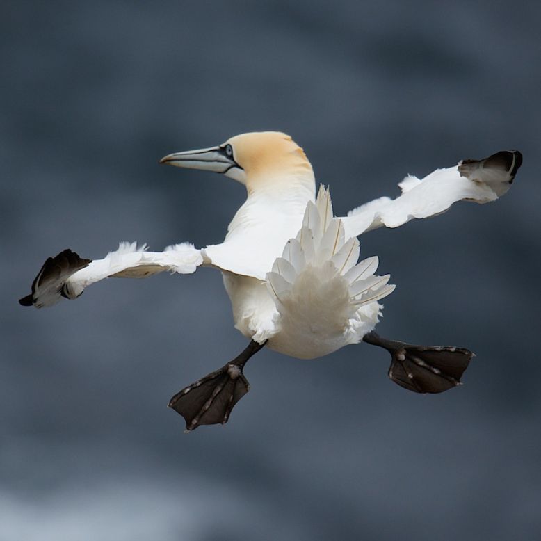 This quirky bird flying with his feet stuck out, snapped by photographer Charlie Davidson, reminds us of an airplane that's just released its landing gear.  