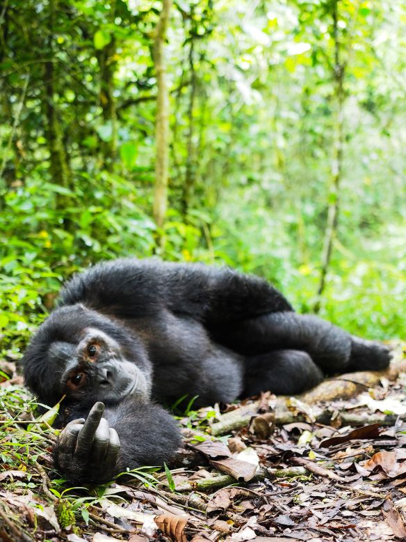 Look into those eyes. This gorilla, photographed by Gil Gofer, knows exactly what that finger means. 