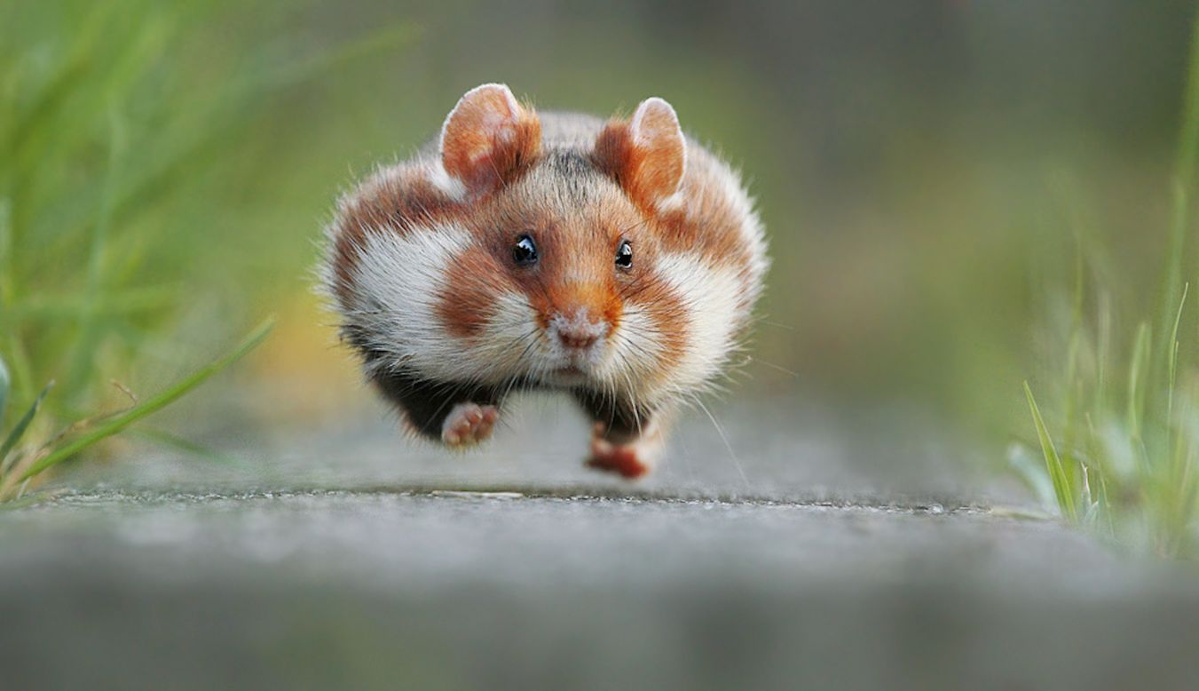 Photographer Julian Rad snapped this shot of a furry little critter in a hurry to get somewhere. 