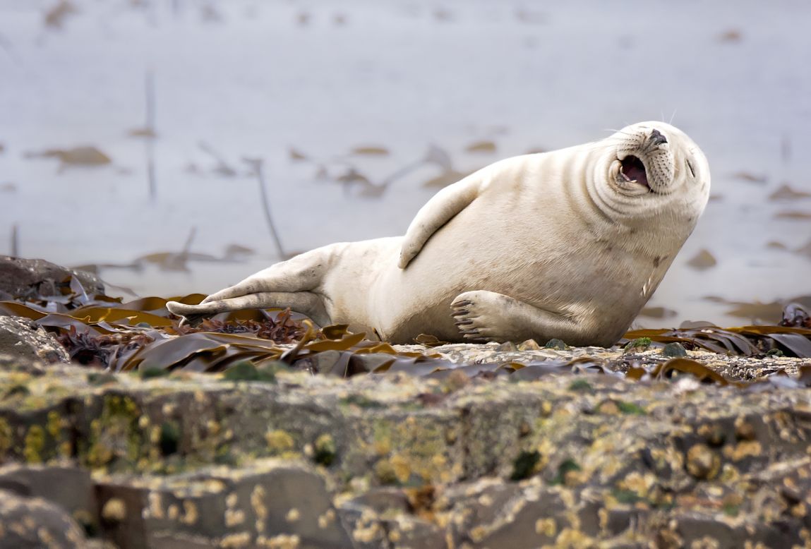 "What does a seal get from sitting on the ice too long at the zoo? Polaroids!" This shot was taken by Julie Hunt, one of 45 finalists in the inaugural Comedy Wildlife Photography Awards. Winners will be announced in November. Click on to see more funny animal snaps. 