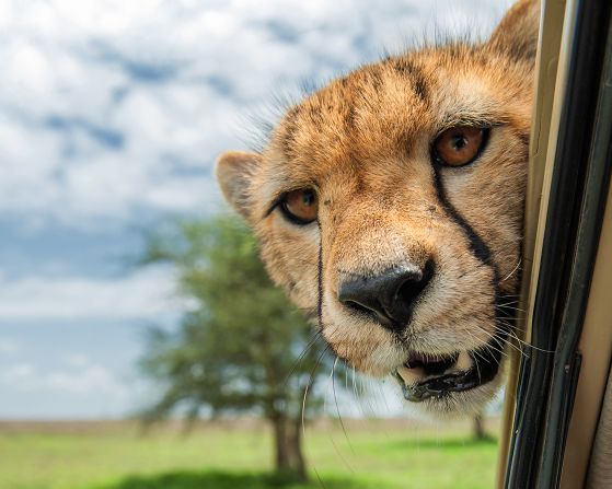 "Got any snacks in there?" One of two photos by Marc Mol that made the finals.