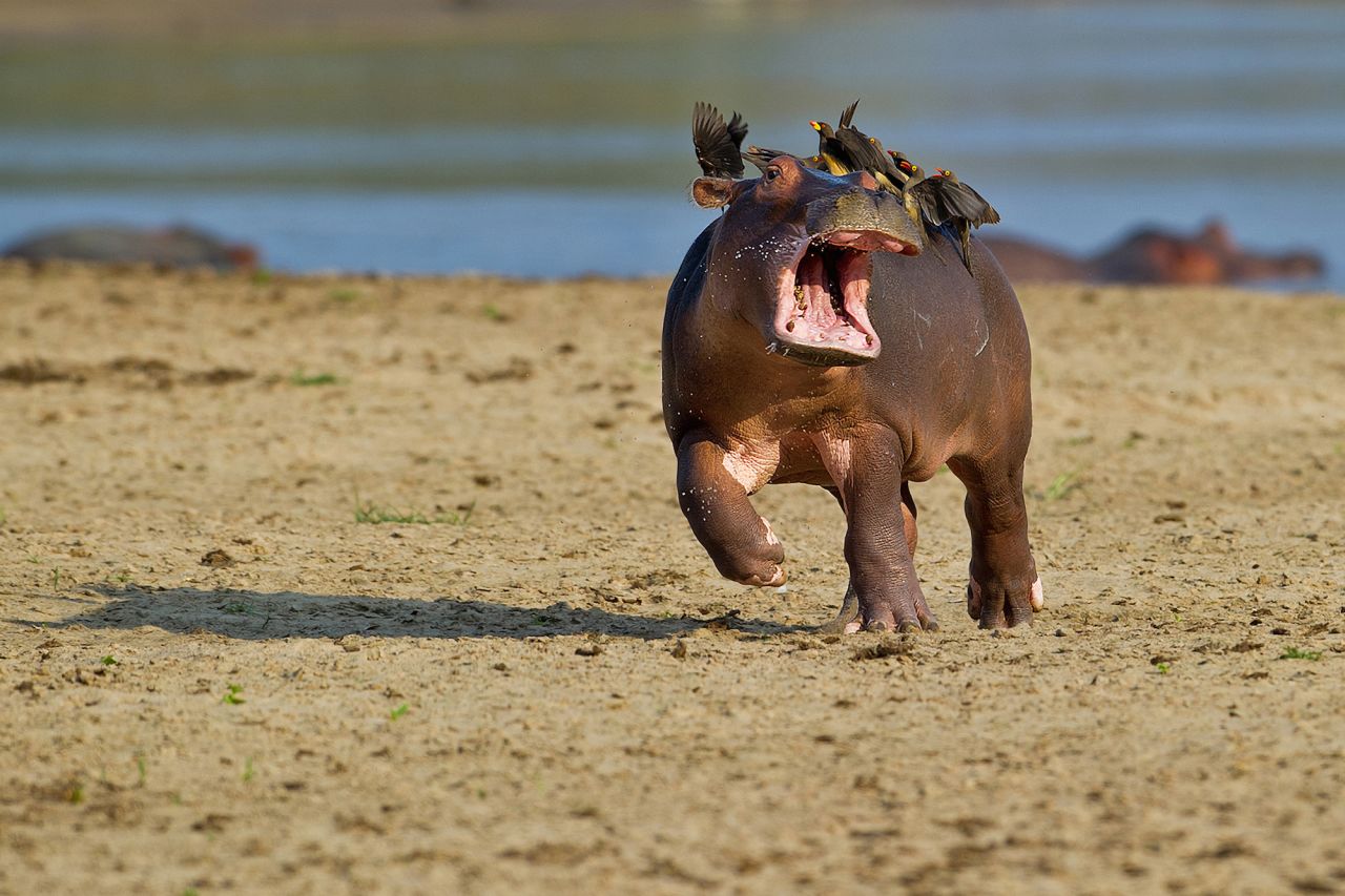 "Check out my impression of Tippi Hedren in 'The Birds!'"  Photo by Marc Mol. 