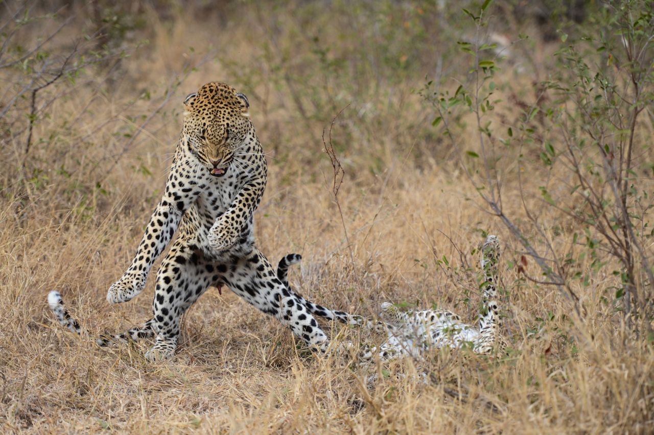 Photograher Mohammed Alnaser photographed this male leopard right after a successful mating session in the Londolozi Private Game Reserve in South Africa.