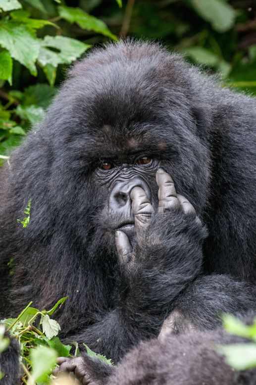 See, gorillas really are just like us. Photo by Oli Dreike. 