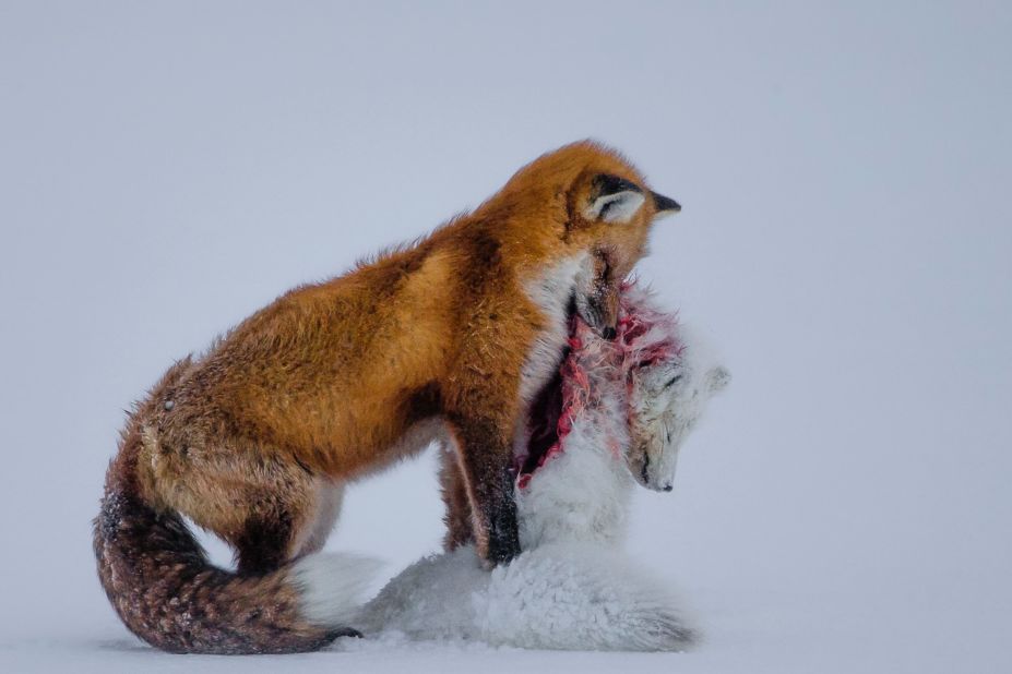 <strong>Category: Mammals</strong><br />A tale of two foxes<em> </em>by Don Gutoski, Canada.<br />In the Canadian tundra, the range of red foxes is extending northwards, where they increasingly cross paths with their smaller relatives, the Arctic fox. For Arctic foxes, red foxes now represent not just their main competitor -- both hunt small animals such as lemmings -- but also their main predator.